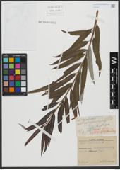 Foto von Salix viminalis L.